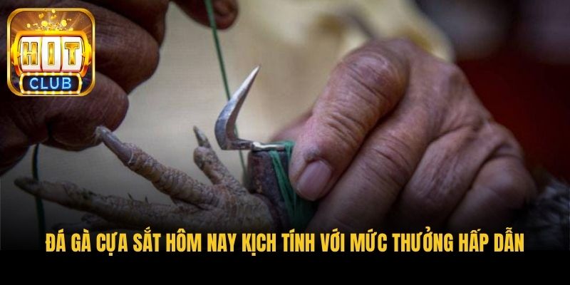 da ga cua sat hom nay kich tinh voi muc thuong hap dan