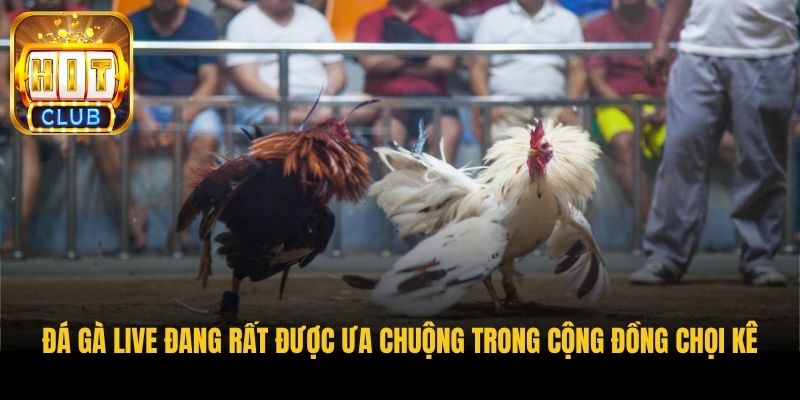 da ga live dang rat duoc ua chuong trong cong dong choi ke