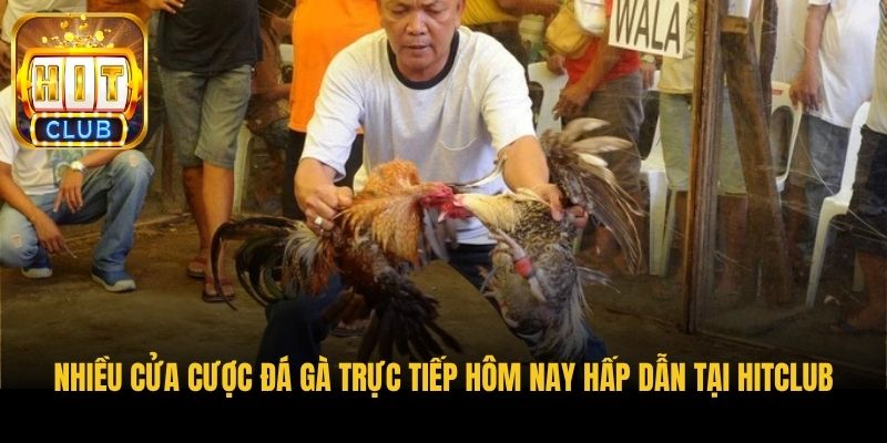 nhieu cua cuoc da ga truc tiep hom nay hap dan tai hitclub