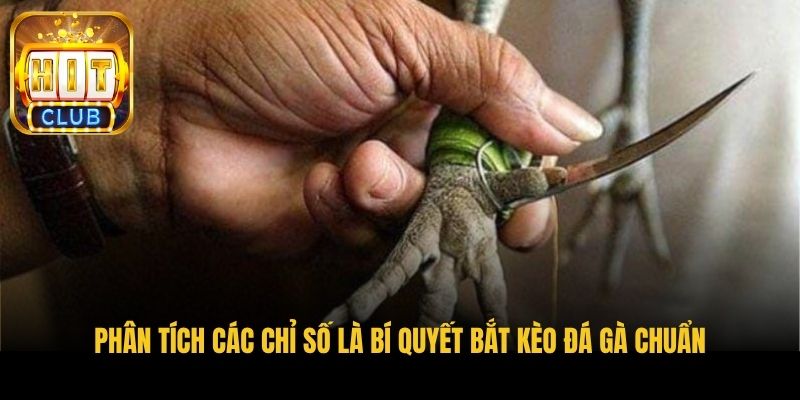 phan tich cac chi so la bi quyet bat keo da ga chuan